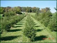 Chester County Trees Logo