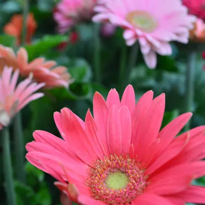 Affordable garden landscaping with custom design in Chesterfield, MO by Chesterfield Valley Nursery