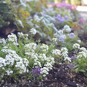 Professional lawn mowing service experts serving Chesterfield, MO - Chesterfield Valley Nursery