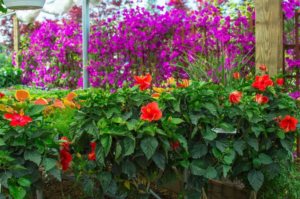 Expert garden landscaping in Chesterfield, MO - Chesterfield Valley Nursery