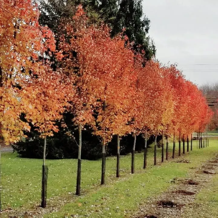 Expert landscape installation for outdoor upgrades in Chesterland, OH by Chesterland Nurseries