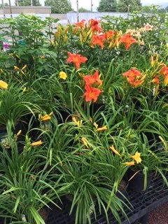 Local yard cleanup service for residential properties in Brodheadsville, PA by Chestnut Hill Nursery