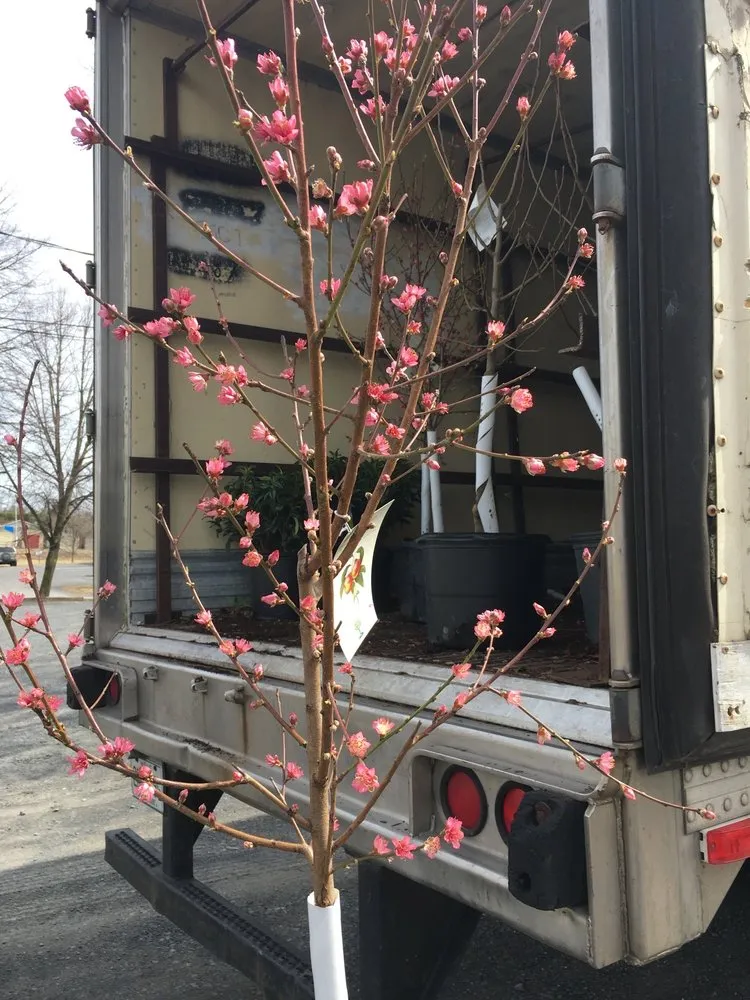 Reliable landscape design experts serving Brodheadsville, PA - Chestnut Hill Nursery