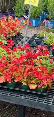 Chestnut Hill Nursery