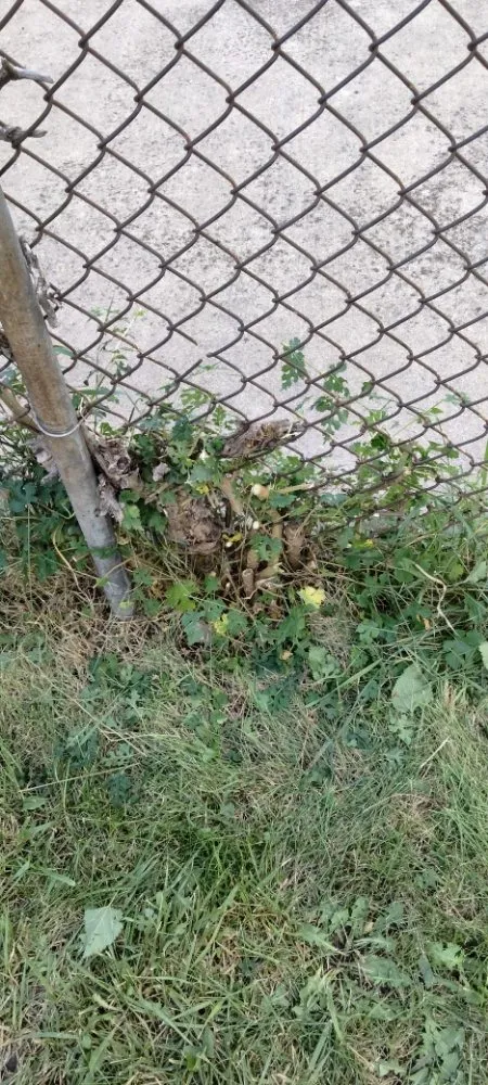 Trusted landscape installation experts serving Evergreen Park, IL - Chicago Lawn Care