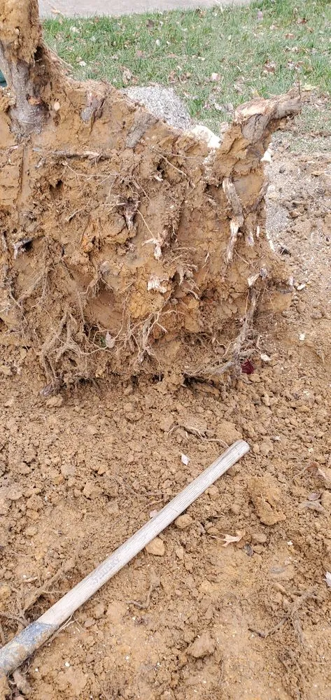 Local landscape installation in Hyattsville, MD - Chicas Enterprise