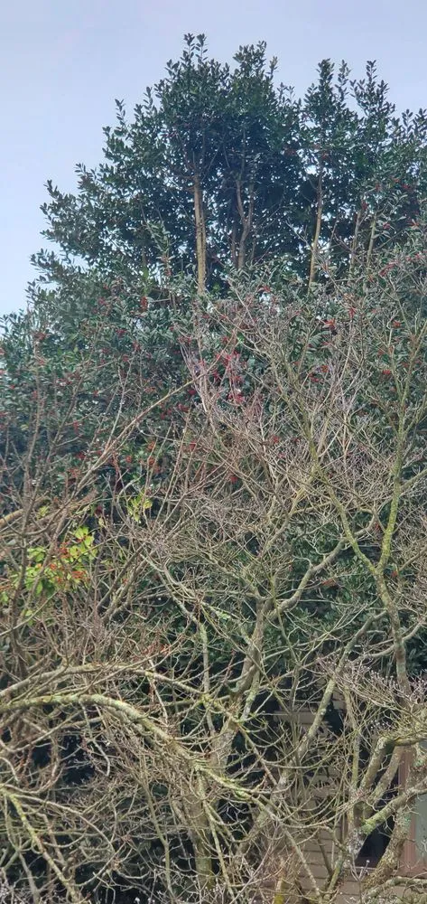 Local yard cleanup service in Hyattsville, MD by Chicas Enterprise