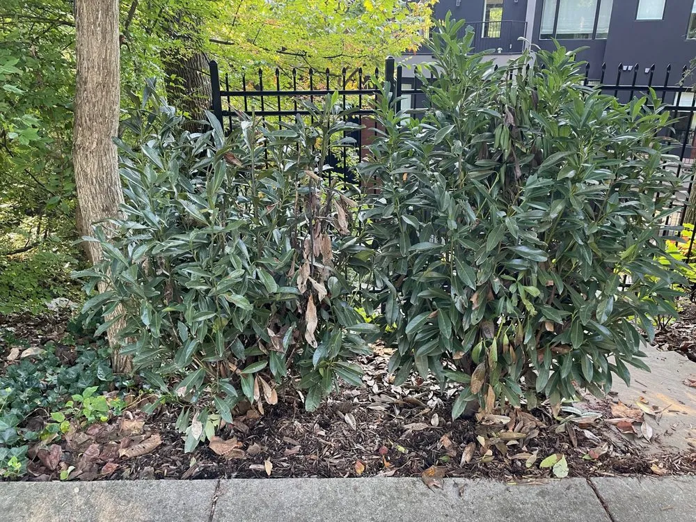 Reliable lawn care service experts serving Burtonsville, MD - Chick Landscaping