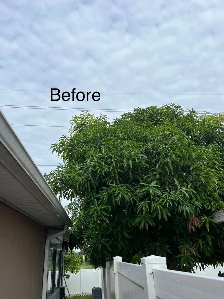 Local lawn care service in Winter Haven, FL - Chicken & Rice Lawn Service