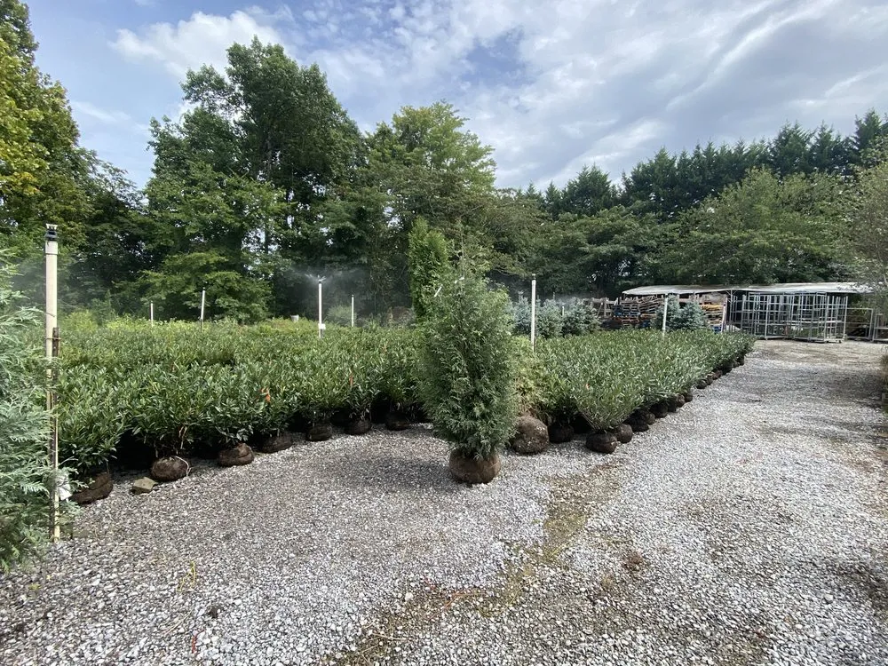 Custom yard cleanup service in Knoxville, TN by Chico’s Quality Landscaping