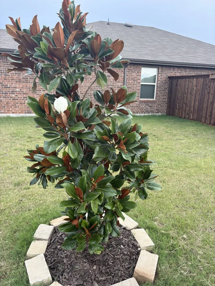 Custom yard maintenance in Royse City, TX by CHIEFS Lawn & Landscape