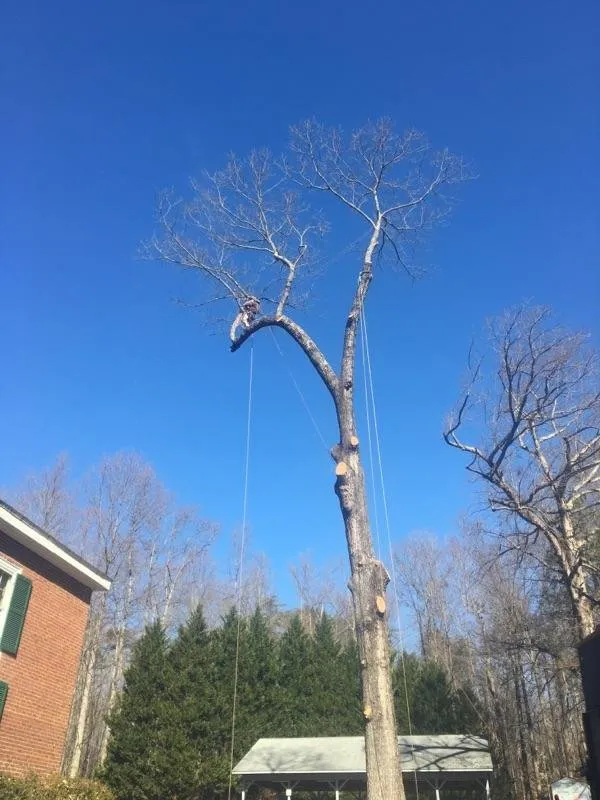 Expert lawn care service for residential properties in Louisa, VA by Chiles Grounds Maintenance