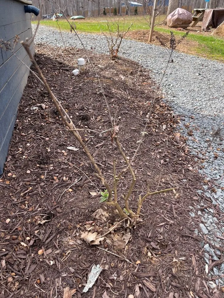 Trusted lawn mowing service with custom design in Louisa, VA by Chiles Grounds Maintenance