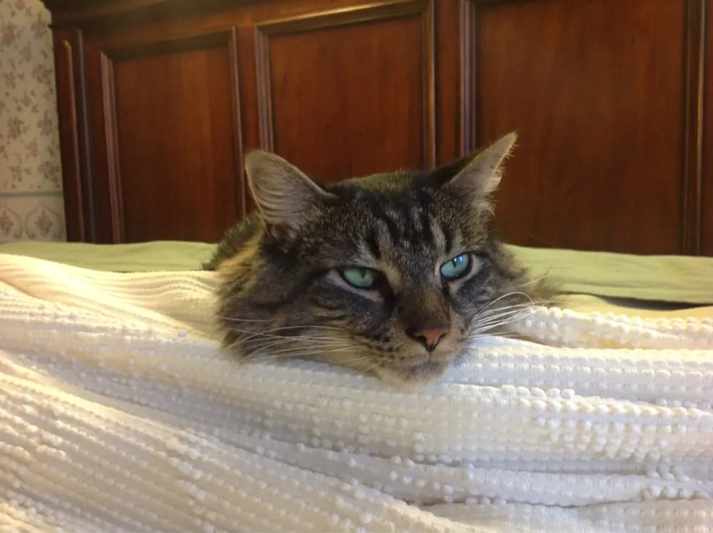 Custom landscape installation in Newton, NJ - Chim Chim Tree & Landscaping