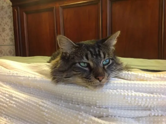 Chim Chim Tree & Landscaping Logo