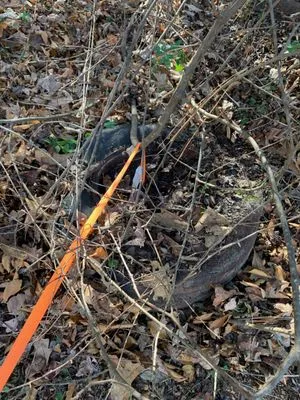 Chimento Landscaping & Maintenance Logo