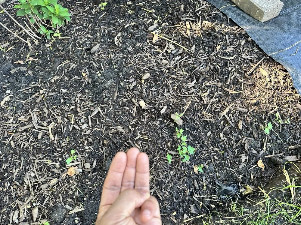 Trusted lawn mowing service for beautiful yards across Naperville, IL - Chimy’s Landscaping