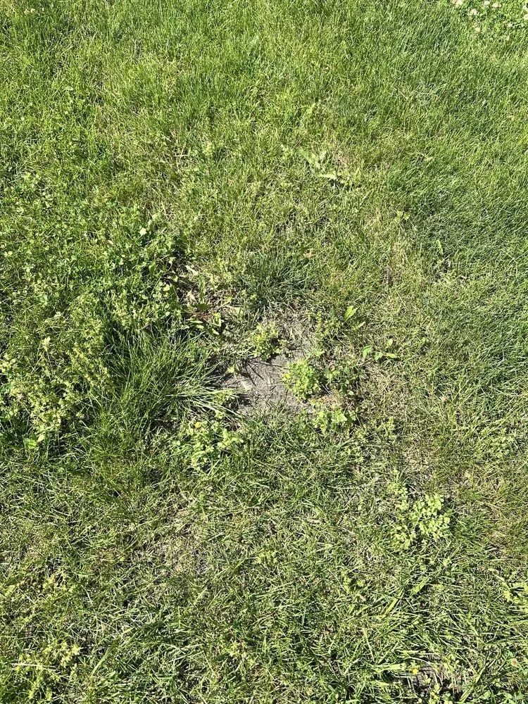 Affordable lawn care service for homes across Naperville, IL - Chimy’s Landscaping