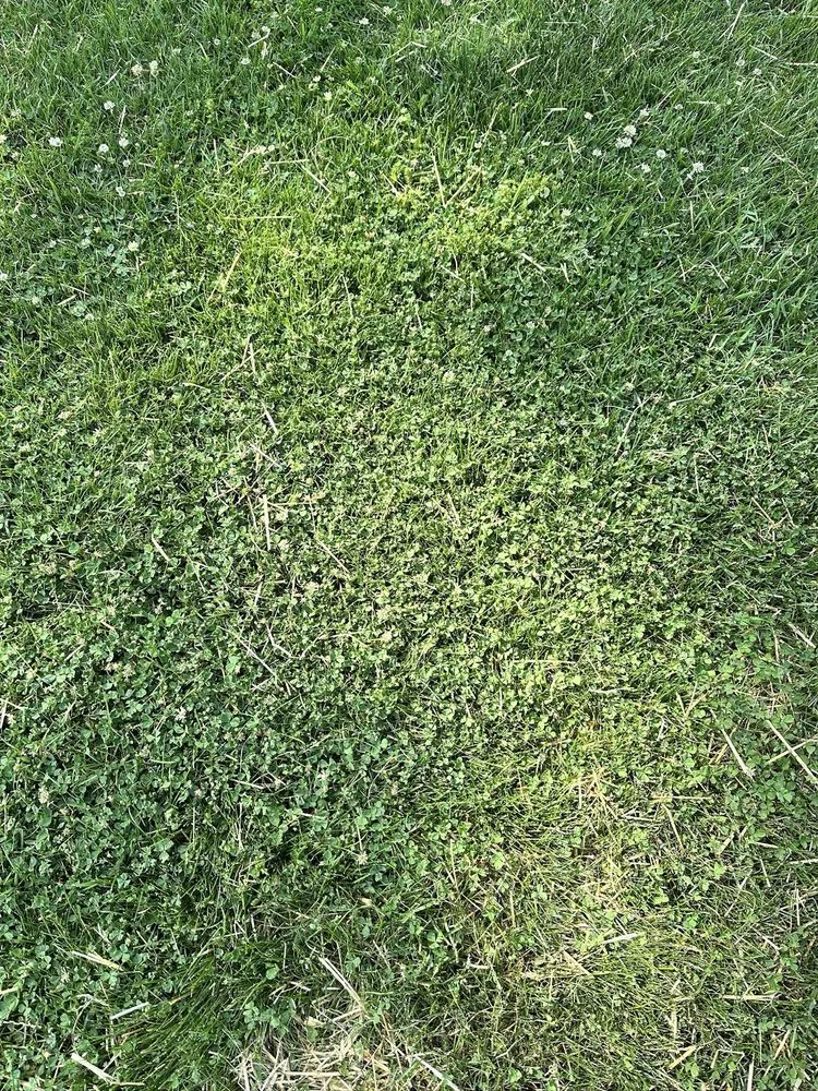 Professional landscape design experts serving Naperville, IL - Chimy’s Landscaping