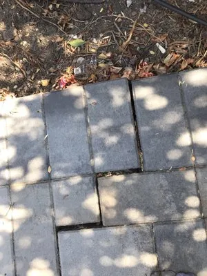 Chin Vo Landscape Logo