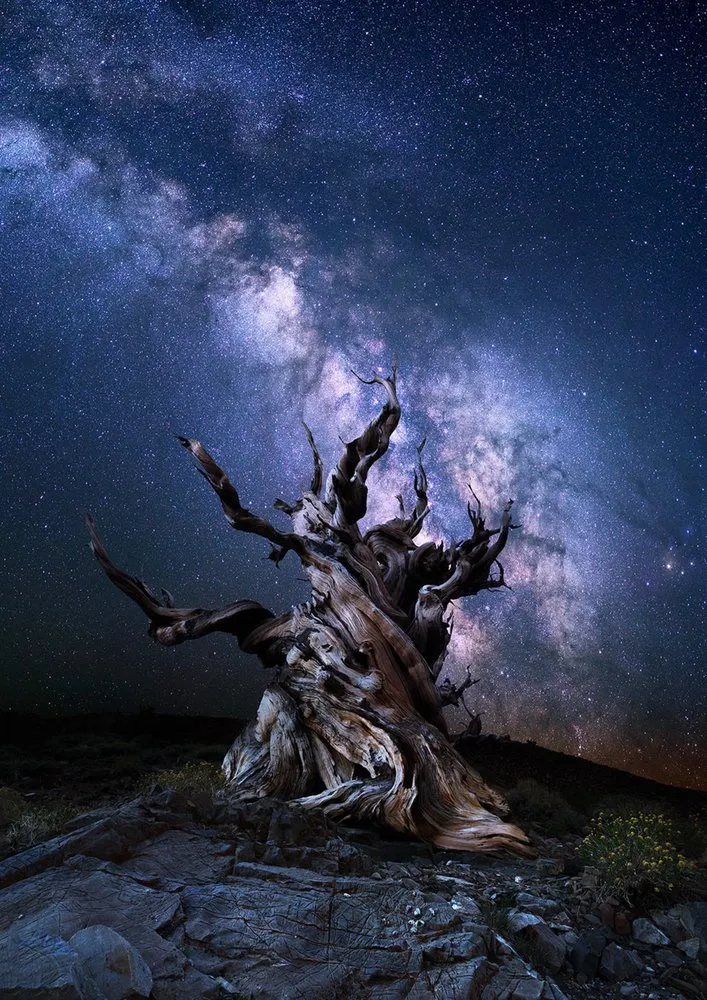 Expert yard maintenance in Anchorage, AK - Chinook Tree Services