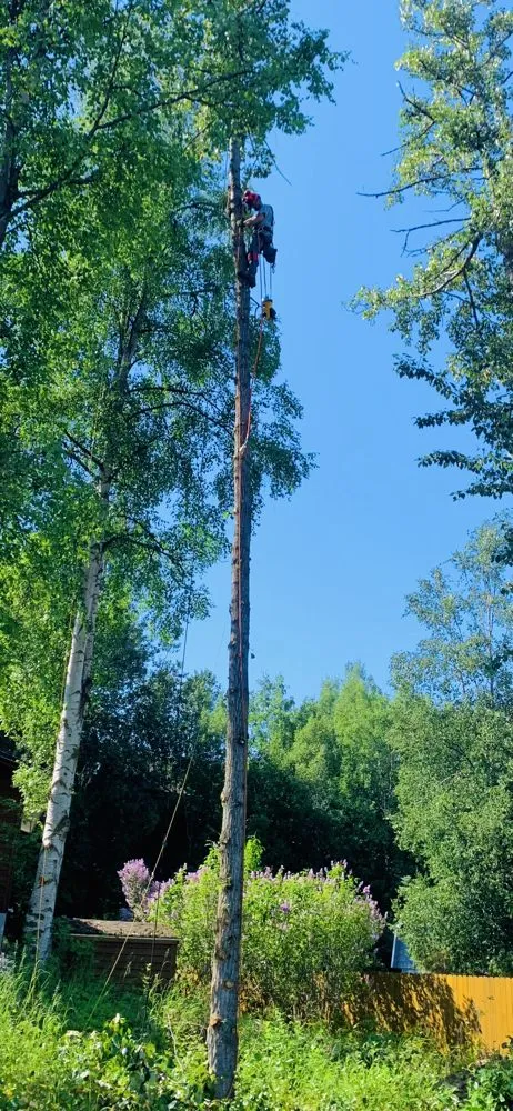 Trusted yard maintenance near you in Anchorage, AK by Chinook Tree Services