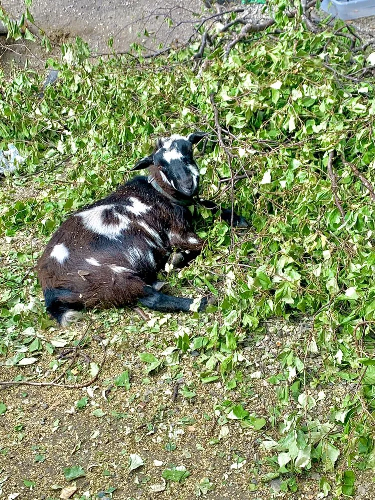 Custom outdoor landscaping in Anchorage, AK - Chinook Tree Services