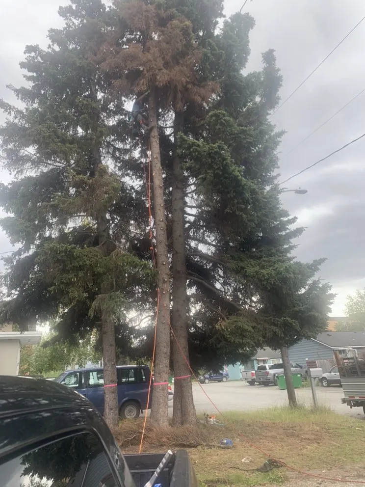 Expert lawn mowing service in Anchorage, AK - Chinook Tree Services