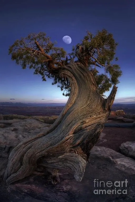 Top-rated yard maintenance for outdoor upgrades across Anchorage, AK - Chinook Tree Services