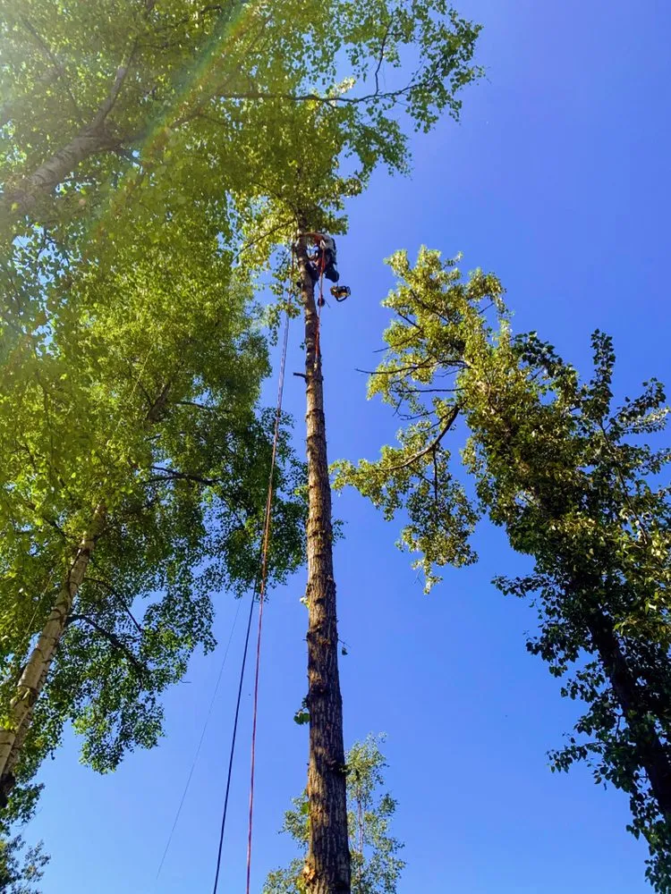Affordable yard cleanup service experts serving Anchorage, AK - Chinook Tree Services