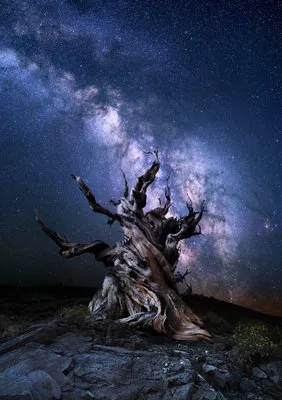 Chinook Tree Services Logo