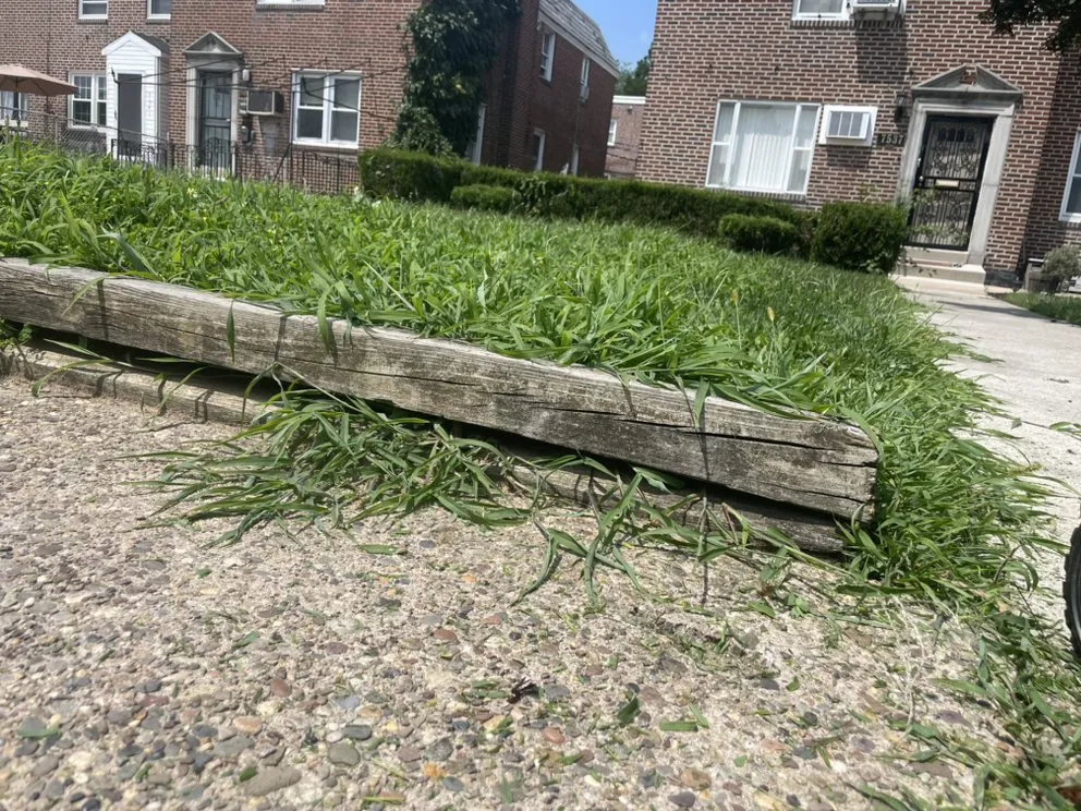 Professional landscape design in Philadelphia, PA - chinvi's