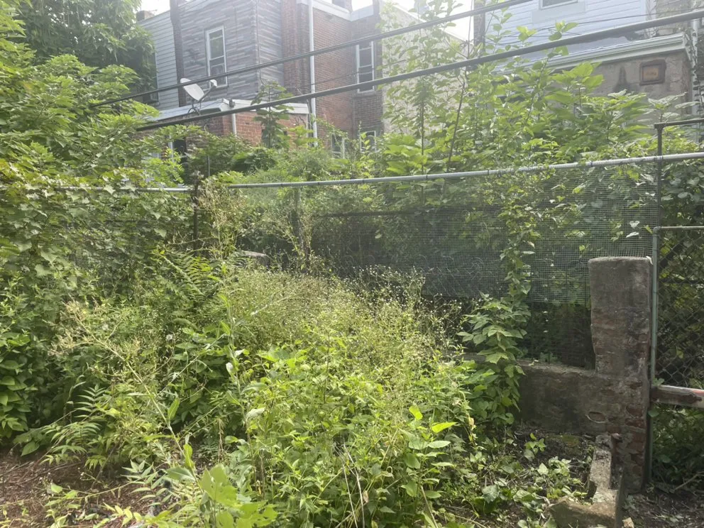 Top-rated yard cleanup service for beautiful yards in Philadelphia, PA by chinvi's