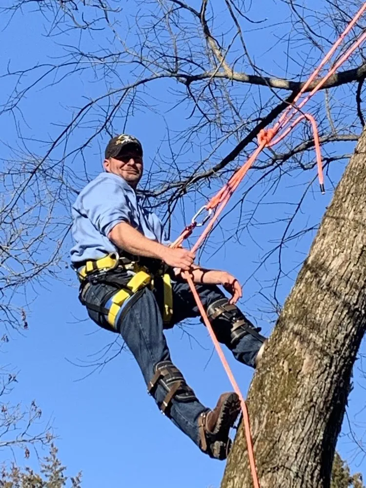 Reliable landscape design in St. Louis, MO - Chipper Tree
