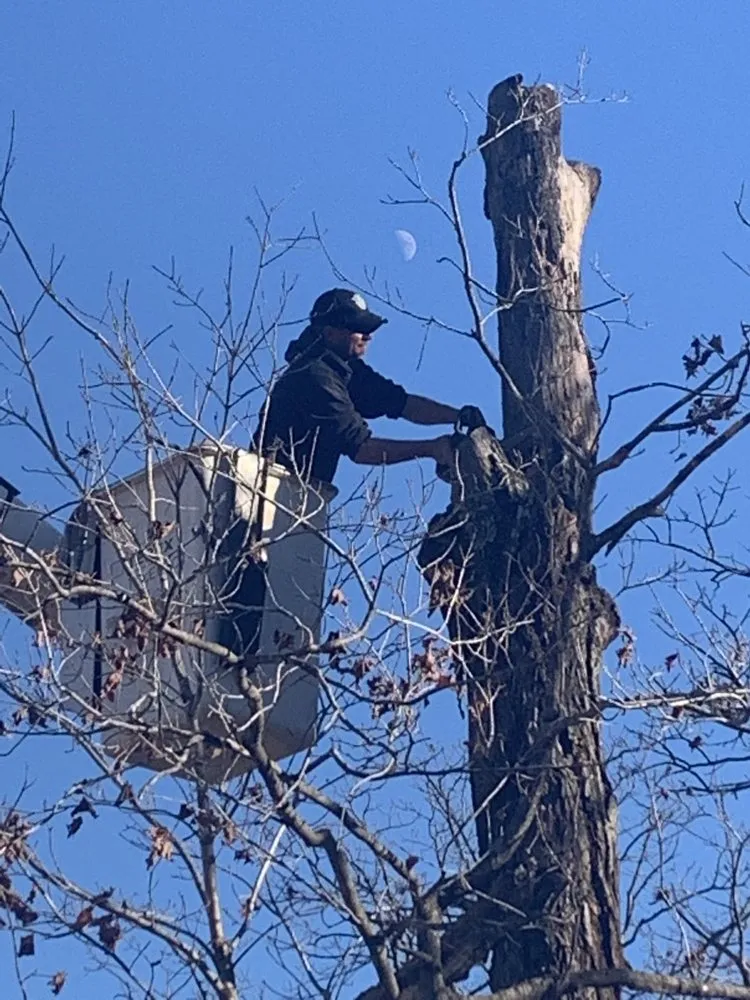 Affordable lawn care service for residential properties across St. Louis, MO - Chipper Tree