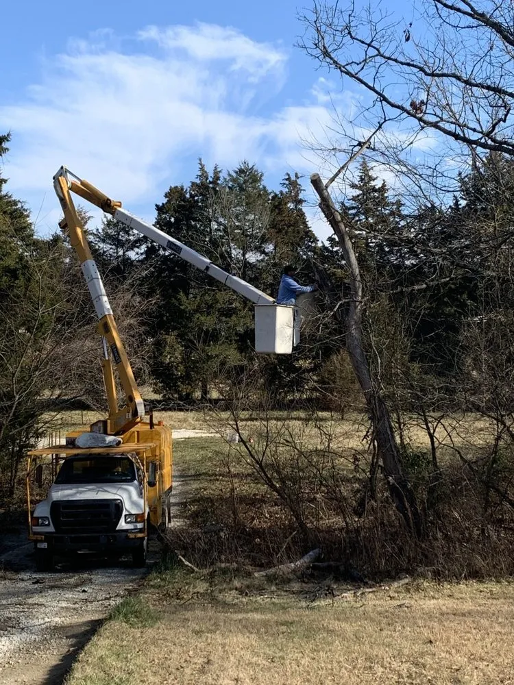 Trusted landscape design in St. Louis, MO - Chipper Tree