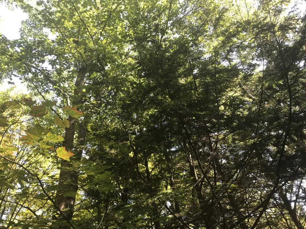 Affordable outdoor landscaping in Meredith, NH by Chippers