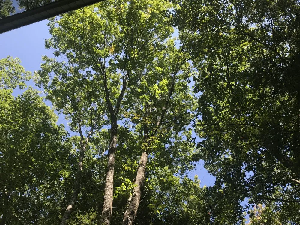 Top-rated lawn mowing service in Meredith, NH - Chippers