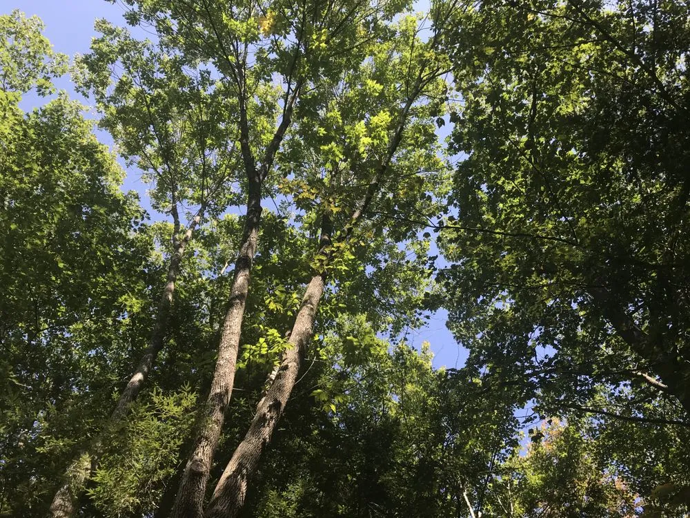 Custom lawn mowing service experts serving Meredith, NH - Chippers