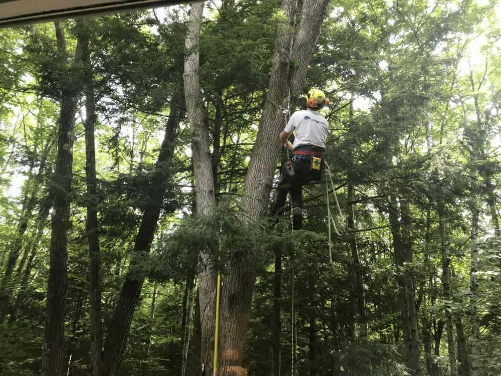 Local yard cleanup service in Meredith, NH - Chippers