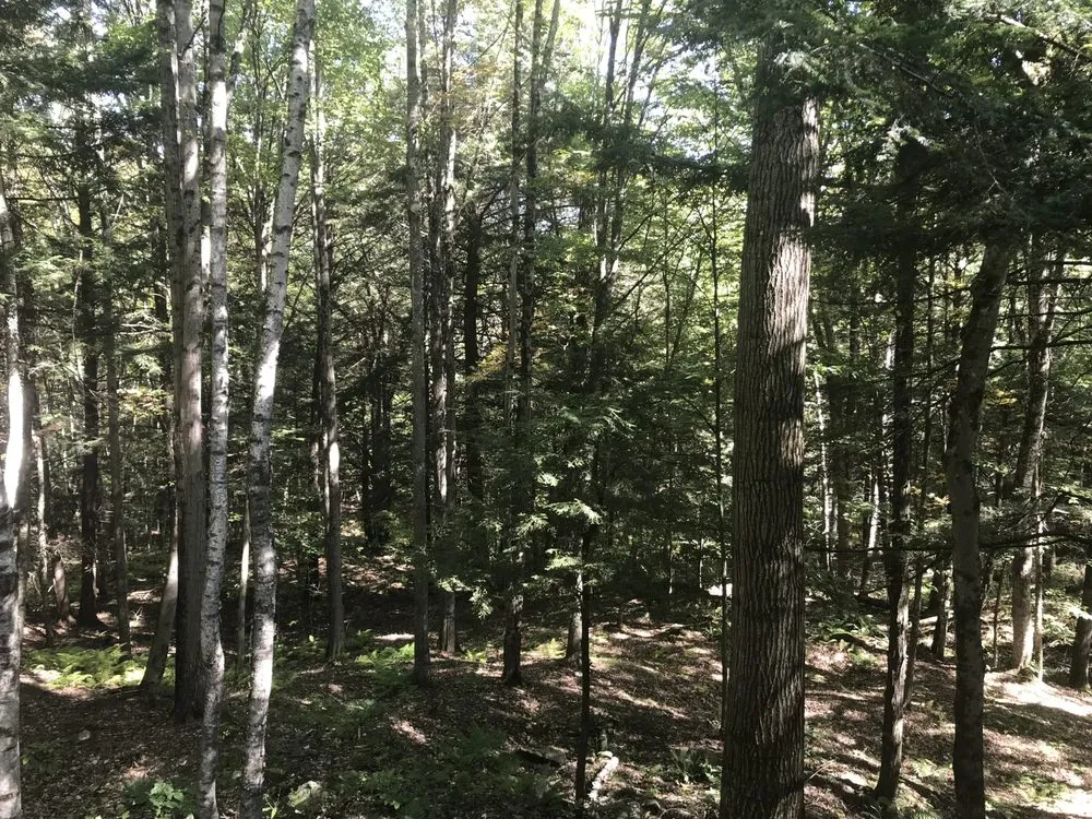 Reliable landscaping services experts serving Meredith, NH - Chippers