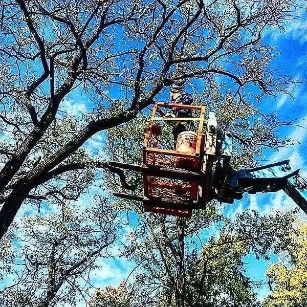 Local landscape installation in Edmond, OK - Chisholm Tree & Lawn Solutions