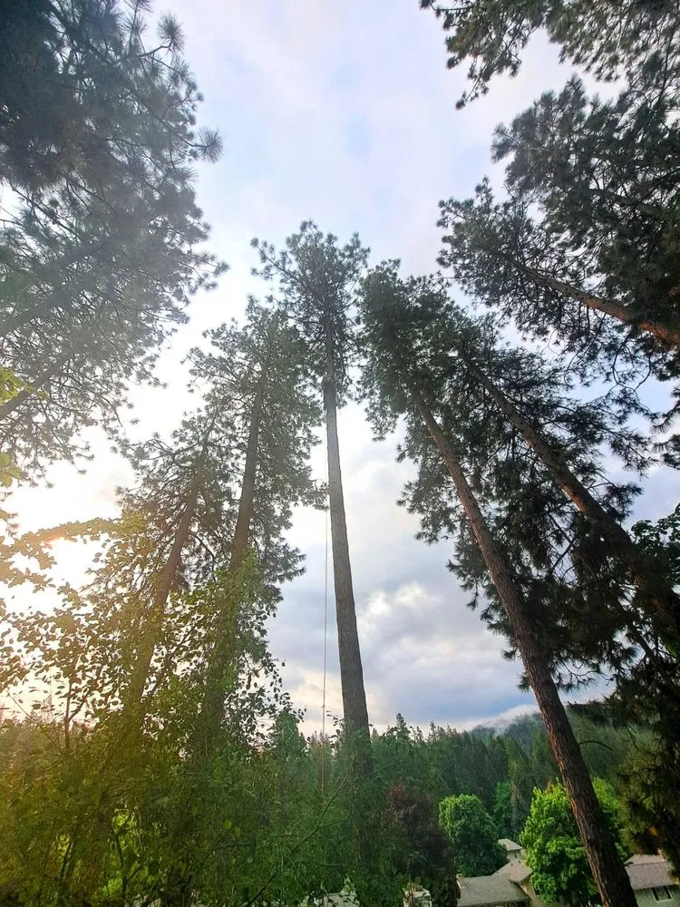 Reliable outdoor landscaping in Edmond, OK - Chisholm Tree & Lawn Solutions