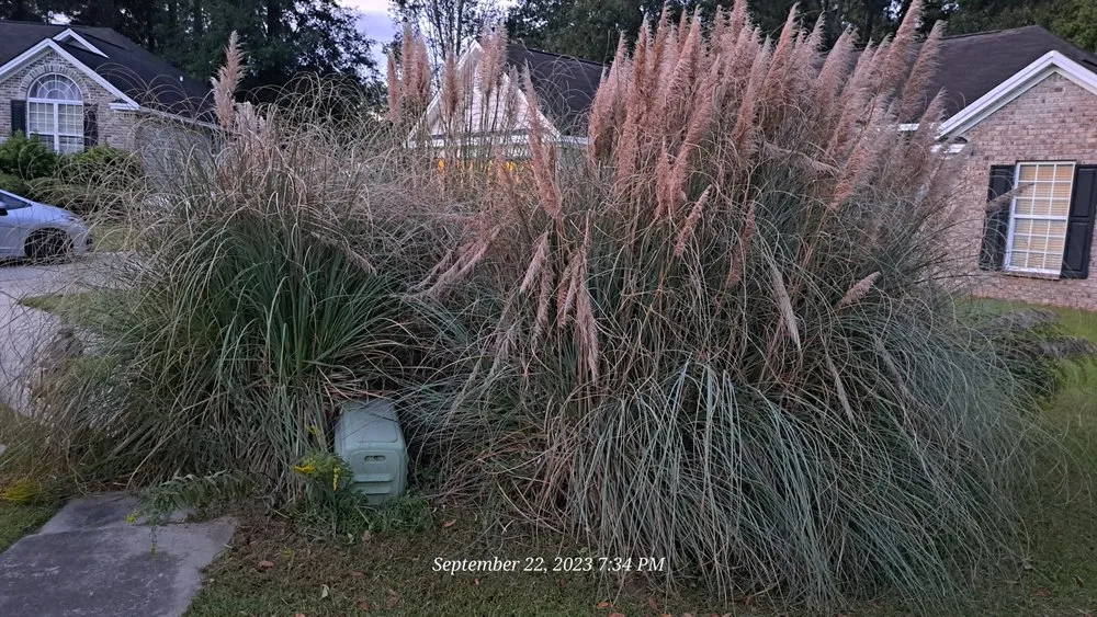 Affordable lawn mowing service for residential properties across Richmond Hill, GA - Chizzled Cuts By Chisolm