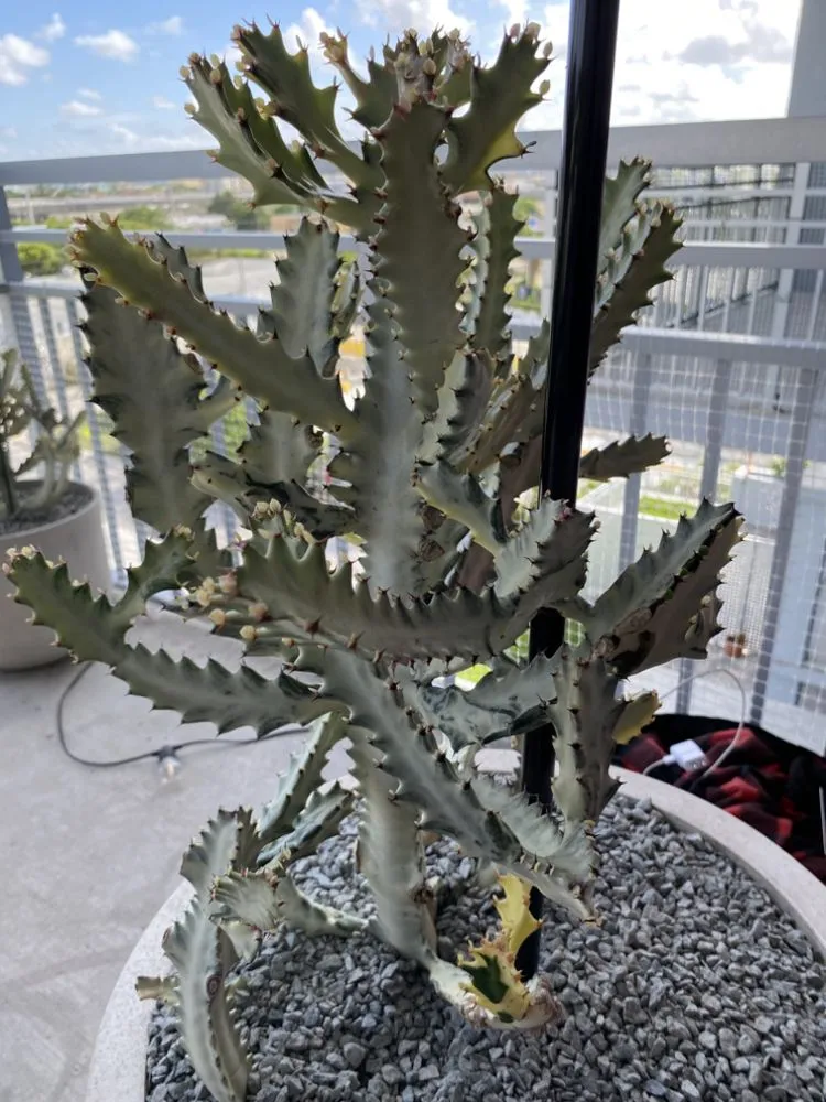 Top-rated garden landscaping for beautiful yards across Fort Lauderdale, FL - Chlora