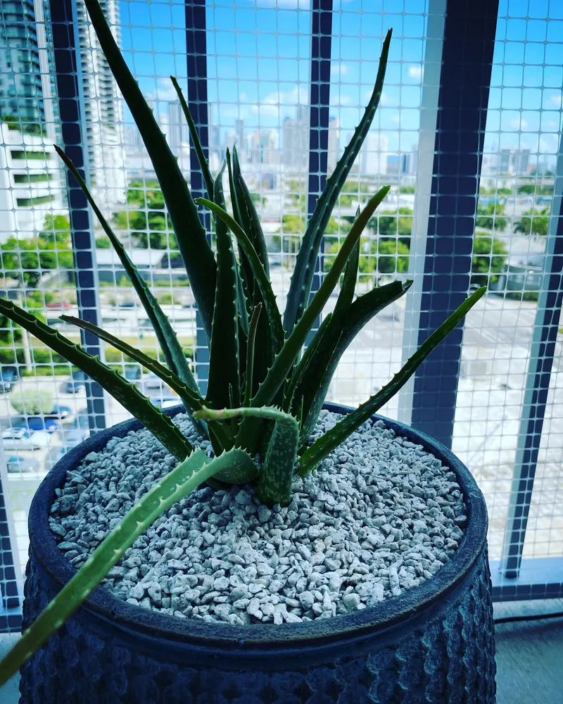 Local lawn mowing service experts serving Fort Lauderdale, FL - Chlora