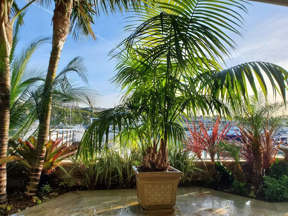 Top-rated outdoor landscaping in Orange, CA - CHLOROPLAST LANDSCAPE