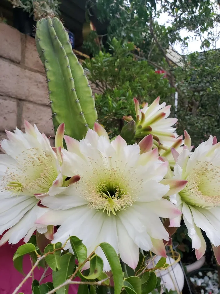 Top-rated landscape design for residential properties across Orange, CA - CHLOROPLAST LANDSCAPE