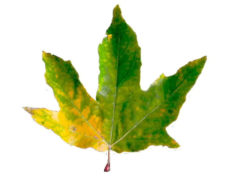 Trusted lawn care service in Orange, CA by CHLOROPLAST LANDSCAPE