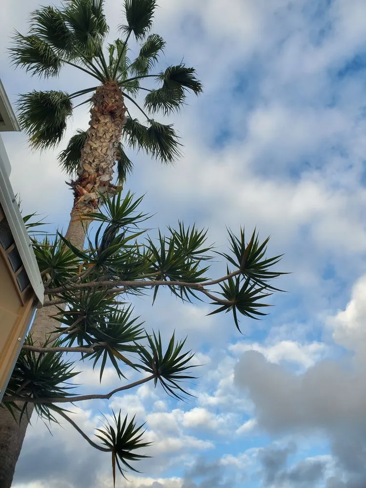 Trusted landscape installation in Orange, CA - CHLOROPLAST LANDSCAPE